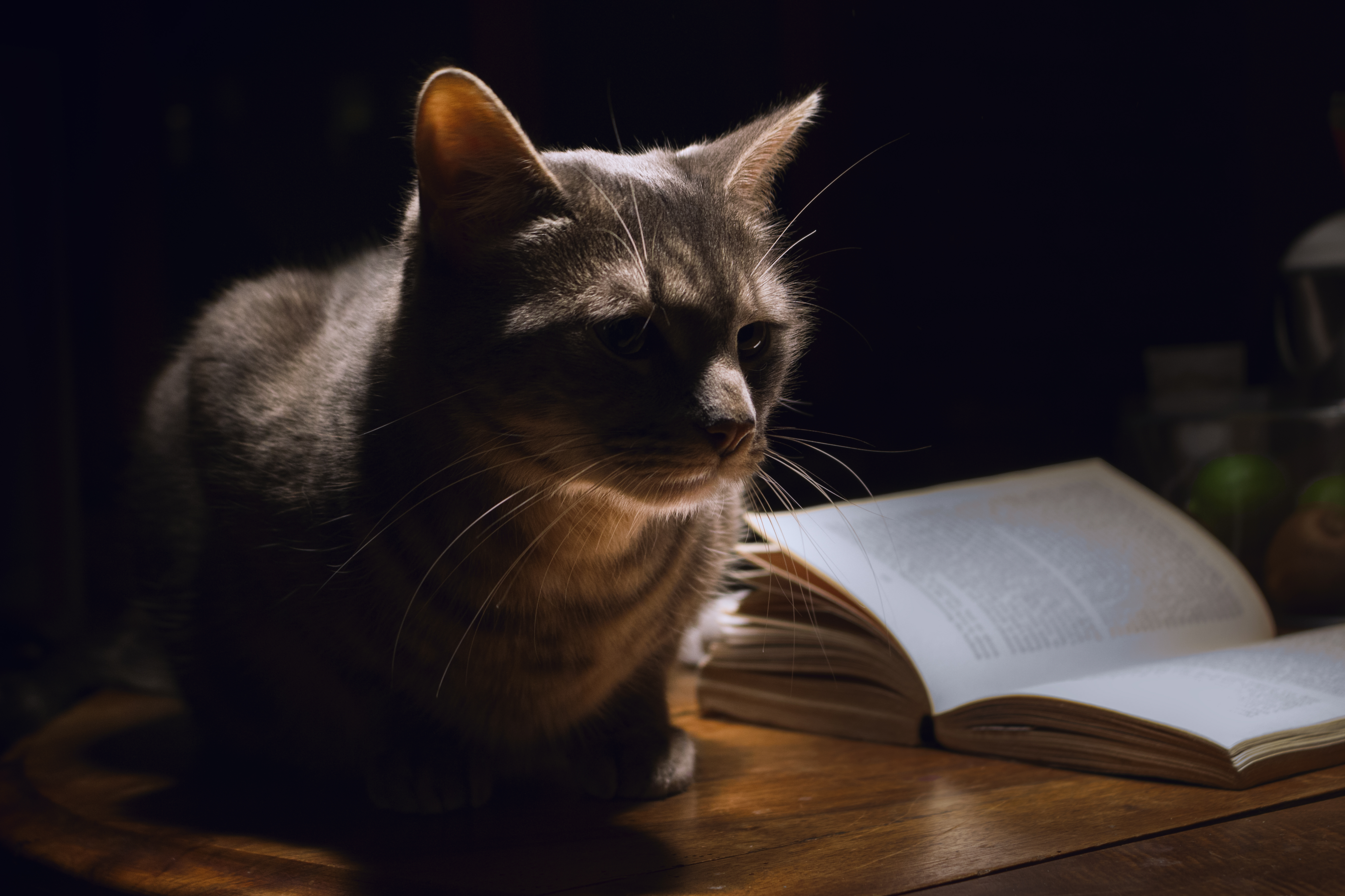 Cat Author Of Scientific Work
