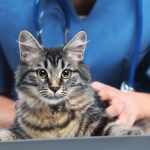 Katze_Tierarzt