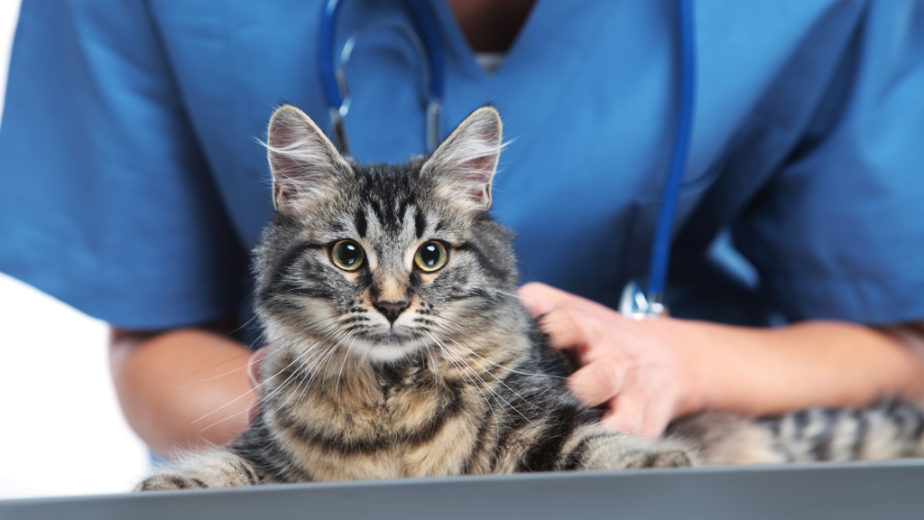 Katze_Tierarzt