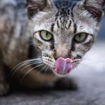 myKotty_Körpersprache der Katzen
