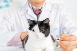 Prevention of cat health