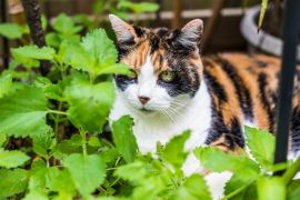 Katzen-Herbarium, MyKotty