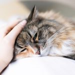 MyKotty, Katzen-Verhaltensforscher