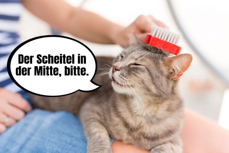 Welche Bürsten für Katzen, MyKotty