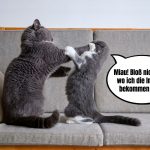 Impfungen für Katzen, MyKotty