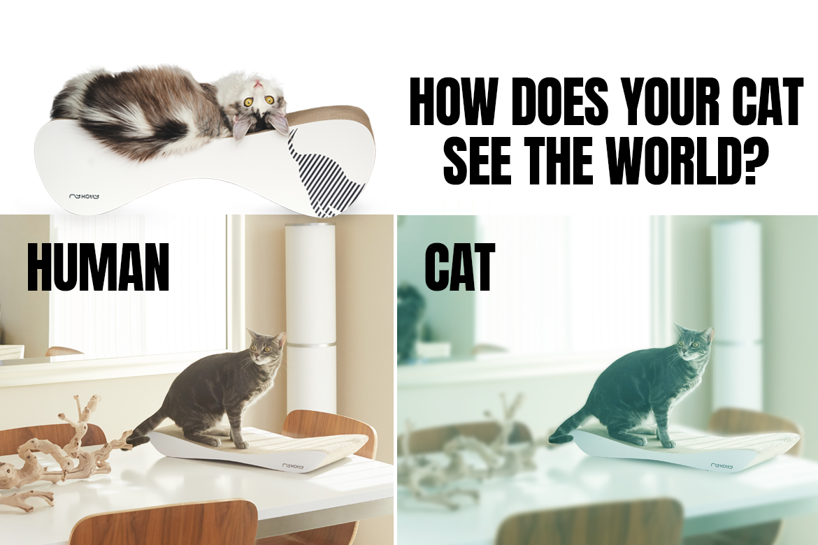 how cats see us