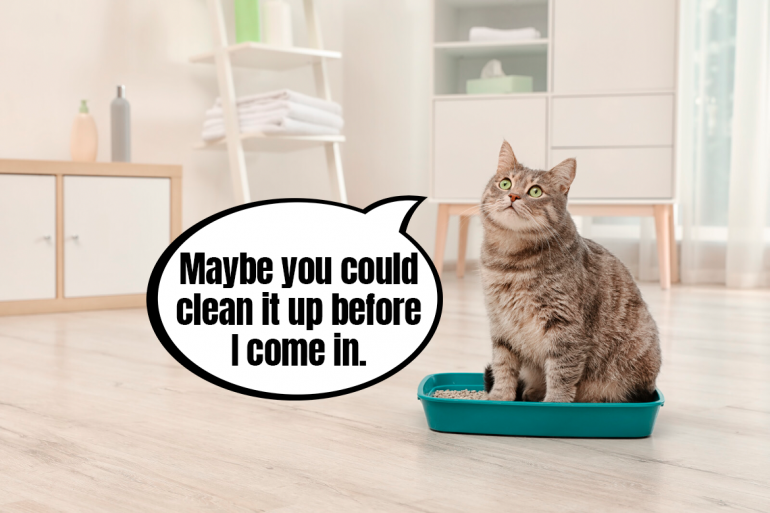 types of cat litter