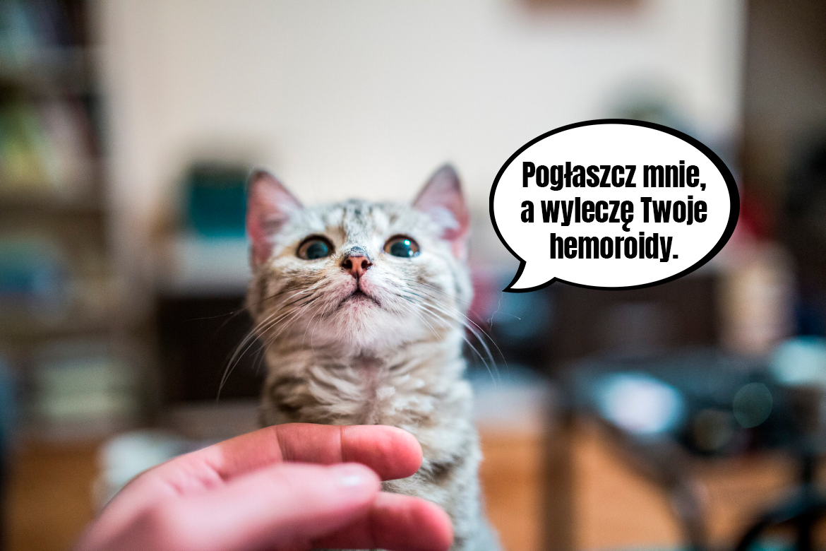 Felinoterapia - moc terapii z kotem