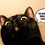 Stereotypen über Katzen, MyKotty