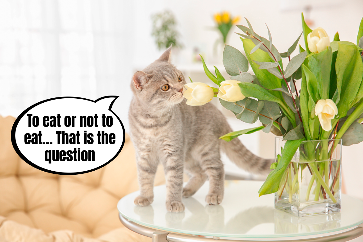 Why do cats like to nibble on flowers