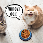 Chcesz wiedzieć dlaczego Twój kot czasem miauczy przy misce, choć wciąż ma w niej jedzenie i czy jest się czym martwić? Zostań z nami :)