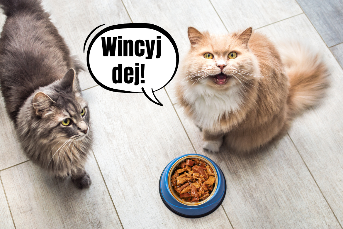 Chcesz wiedzieć dlaczego Twój kot czasem miauczy przy misce, choć wciąż ma w niej jedzenie i czy jest się czym martwić? Zostań z nami :)