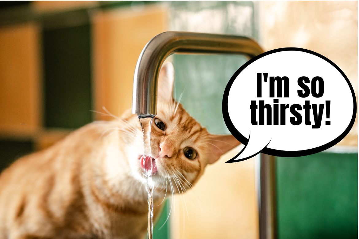 How to encourage your cat to drink more water?